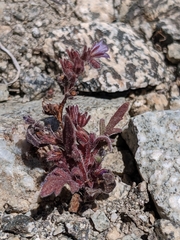 Phacelia austromontana