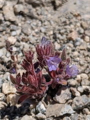 Phacelia austromontana