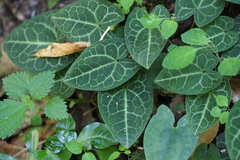 Asarum nipponicum nipponicum