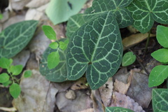 Asarum nipponicum nipponicum