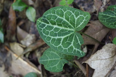 Asarum nipponicum nipponicum