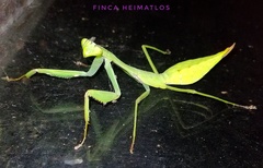 Macromantis hyalina