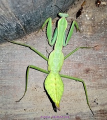 Macromantis hyalina