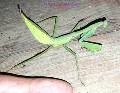 Macromantis hyalina