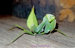 Macromantis hyalina