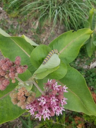 Monarch photographed in North Dakota