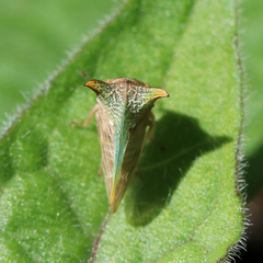 Alosextius carinatus