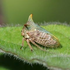 Alosextius carinatus