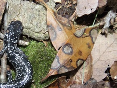 Diaporthe kalmiae