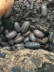 Armadillidium vulgare