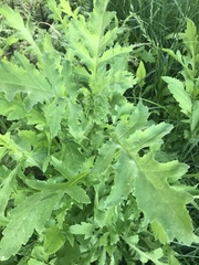Papaver somniferum