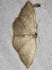 Idaea deversaria