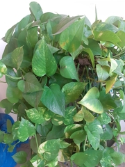 Philodendron hederaceum hederaceum