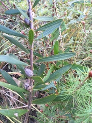 Hakea repullulans