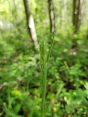 Leymus innovatus