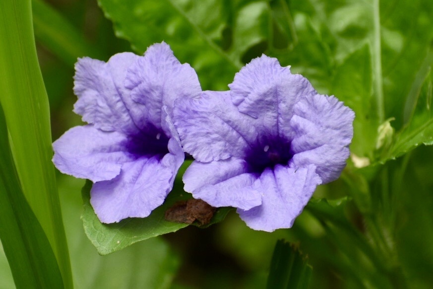 Ruellia tuberosa