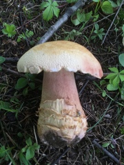 Boletus subcaerulescens
