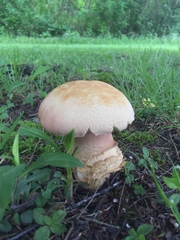 Boletus subcaerulescens