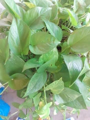 Philodendron hederaceum hederaceum