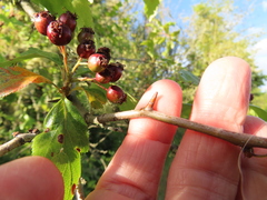 Crataegus gaylussacia