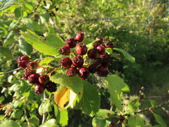 Crataegus gaylussacia