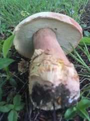 Boletus subcaerulescens
