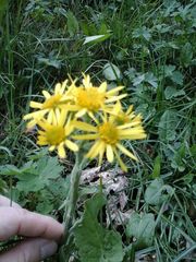 Tephroseris longifolia