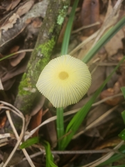 Leucocoprinus fragilissimus image