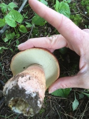 Boletus subcaerulescens