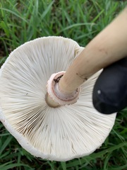 Chlorophyllum molybdites image