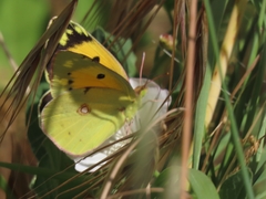 Colias croceus