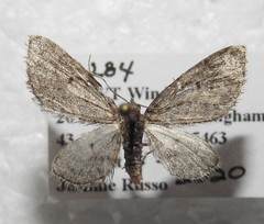 Eupithecia palpata