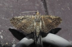 Eupithecia palpata