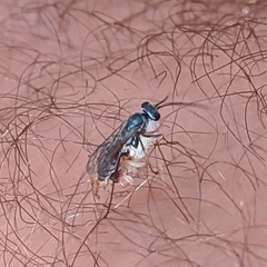 Auplopus architectus