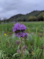Phacelia franklinii