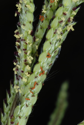 Paspalum urvillei
