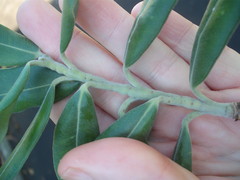 Lecanochiton actites