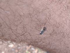 Auplopus architectus