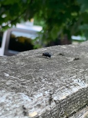Diptera
