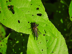 Amblyonychus pulchellus