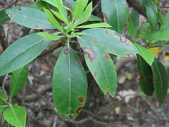 Diaporthe kalmiae