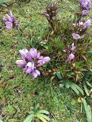 Gentianella foliosa