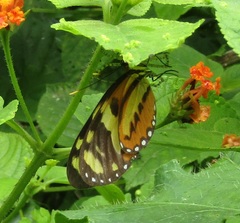 Mechanitis lysimnia