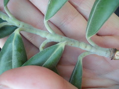 Lecanochiton actites