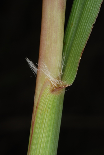 Paspalum urvillei