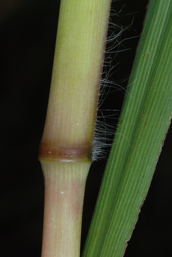 Paspalum urvillei
