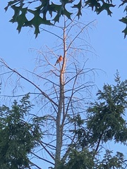 Turdus migratorius