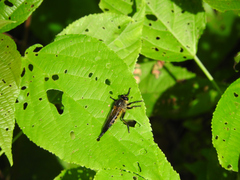Amblyonychus pulchellus