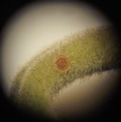 Lecanochiton actites