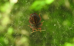 Ascra cordifera